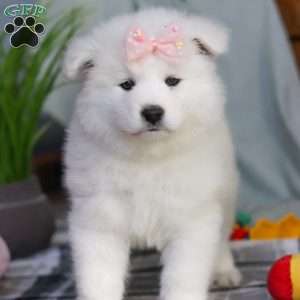 Remi, Samoyed Puppy